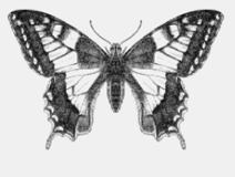 Mirror symmetry in a butterfly