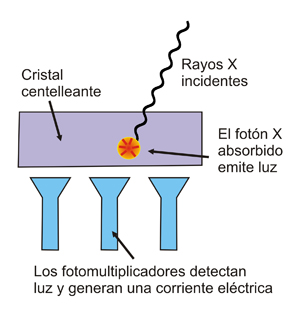 Esquema de un detector de centelleo