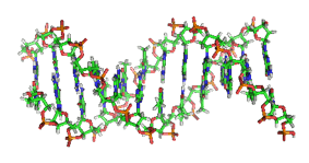 Segmento de doble hélice de ADN